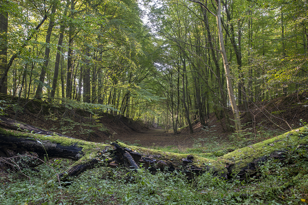 Oude treinbedding Groenendaal