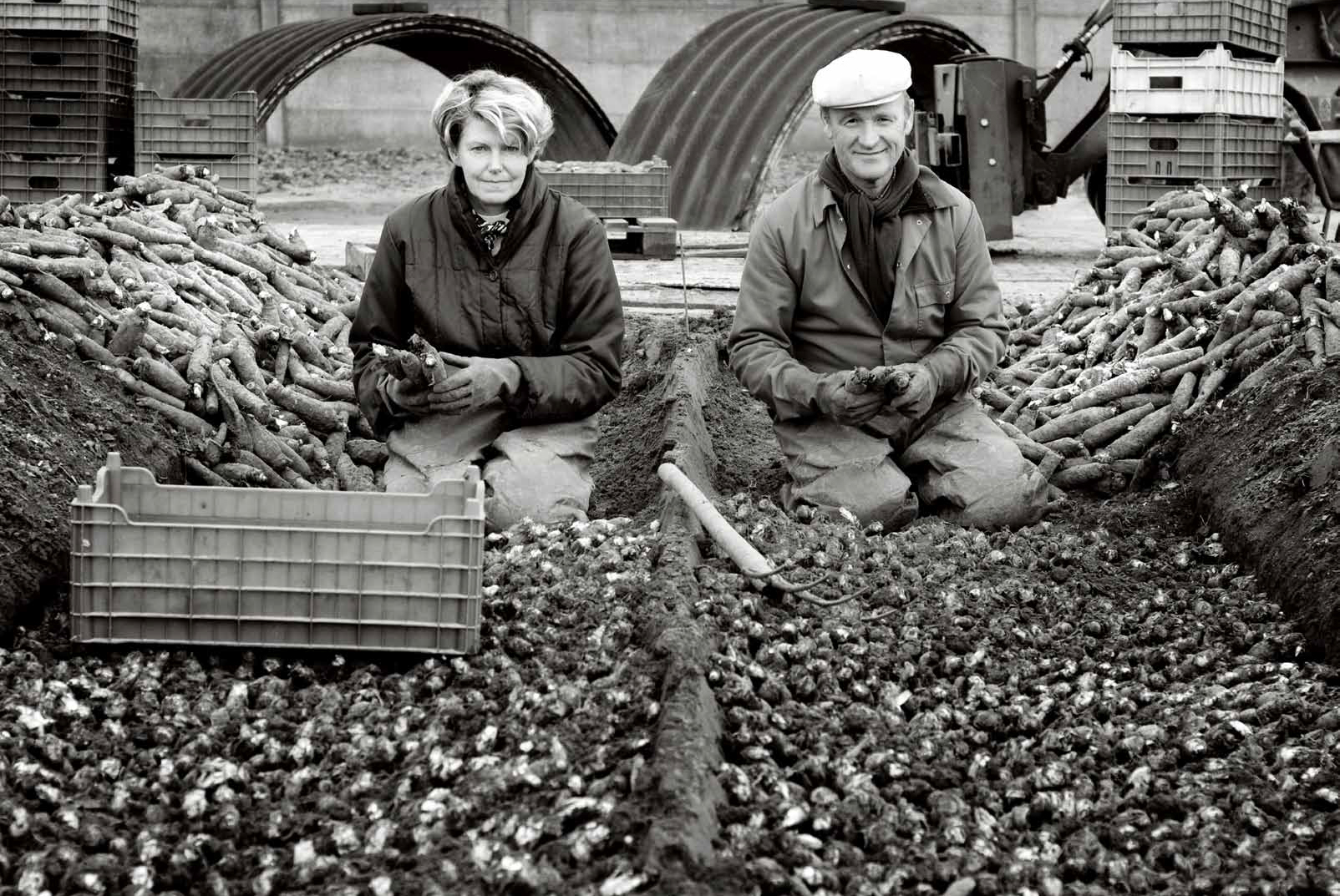 Witloofkwekers in Brussegem © Michiel Hendryckx