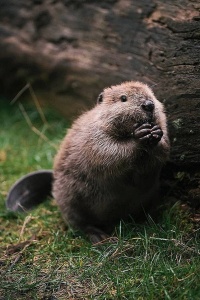 Bever